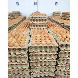 Wholesale source of chicken eggs