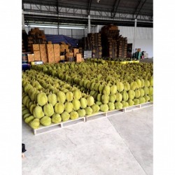 Sea freight Container Booking for Transporting Durian and Longan to China