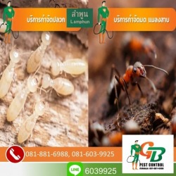 วางระบบกำจัดปลวก เชียงใหม่