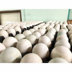Selling eggs duck Bangkok