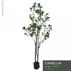 คาร์มีเลีย Camellia