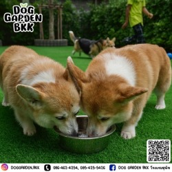 dog boarding bangkok