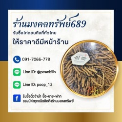 รับซื้อถั่งเช่า