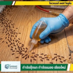 บริการรับกำจัดมด แมลงสาบ ไร้สารเคมี ครบวงจร