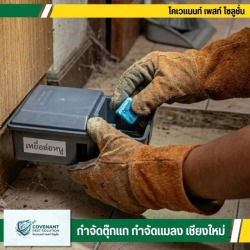 บริการรับไล่หนู กำจัดหนู ราคาประหยัด เชียงใหม่