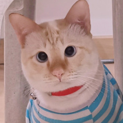 พัทยาค้าของเก่า