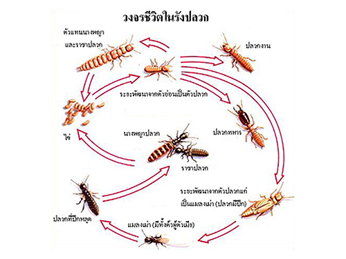 กำจัดปลวก กำจัดปลวก  กำจัดแมลง  กำจัดเห็บ  กำจัดมด  กำจัดหนู 