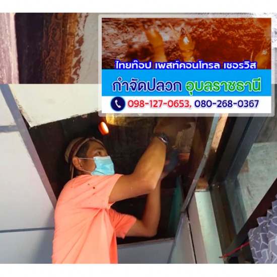 งานวางท่อ(LDPE) อัดน้ำยาเคมีป้องกันปลวกศรีสะเกษ งานวางท่อเคมีป้องกันปลวกศรีสะเกษ  อัดน้ำยาเข้าท่อกำจัดปลวกอุบลราชธานี  เจาะพื้นอัดน้ำยากำจัดปลวกอุบลราชธานี  กำจัดปลวกอุบลราชธานี  พ่นน้ำยากำจัดปลวกเคลือบผิวดินอุบลฯ  วางท่อกำจัดปลวกอุบลราชธานี  งานวางท่อเคมีและอัดน้ำยากำจัดปลวกอำนาจเจริญ  พ่นน้ำยาป้องกันปลวกยโสธร  เจาะอัดพื้นพ่นน้ำยาเคมีป้องกันปลวกอุยบลฯ  วางท่อพ่นเคมีใต้อาคารอุบล 